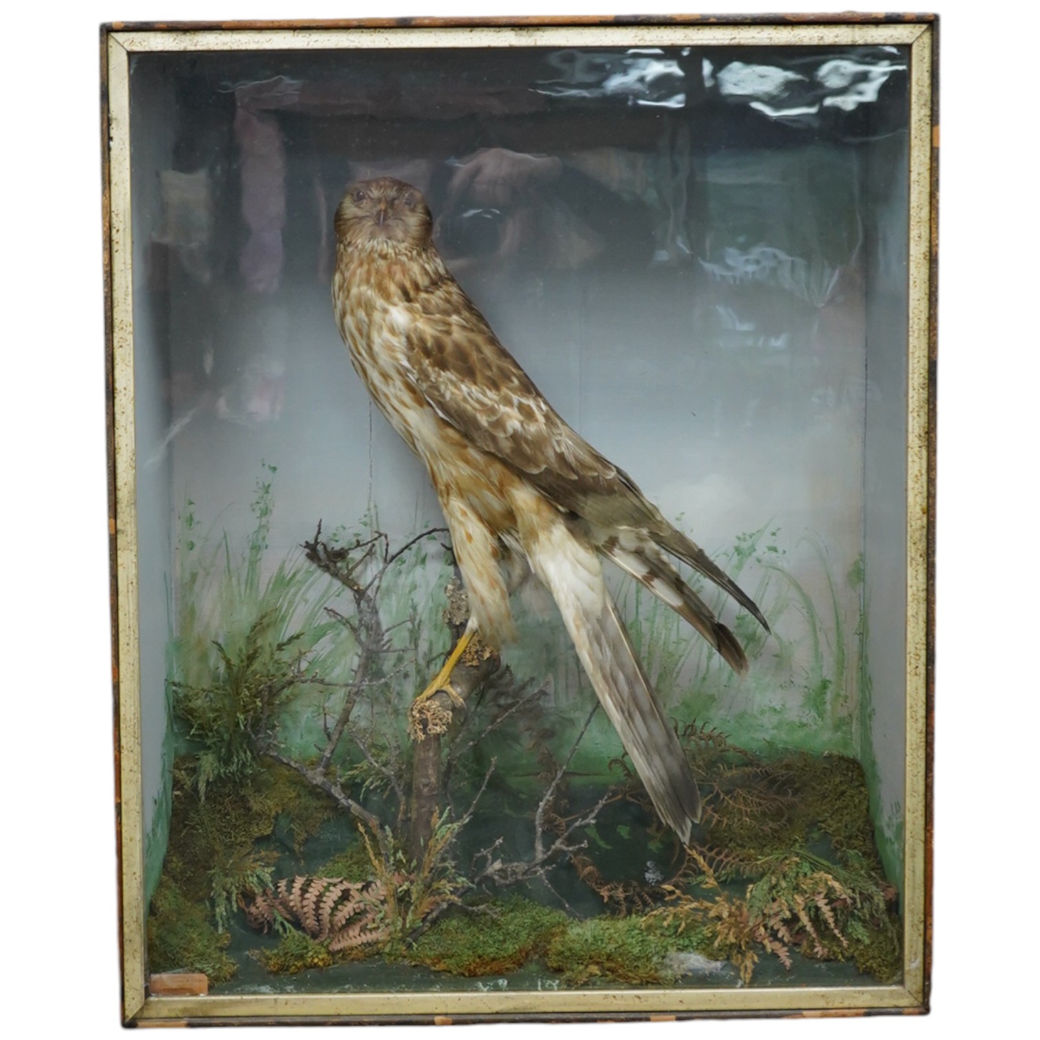 F. Jeffreys, a cased taxidermic female hen harrier, 68cm high x 55cm wide. Condition - fair to good